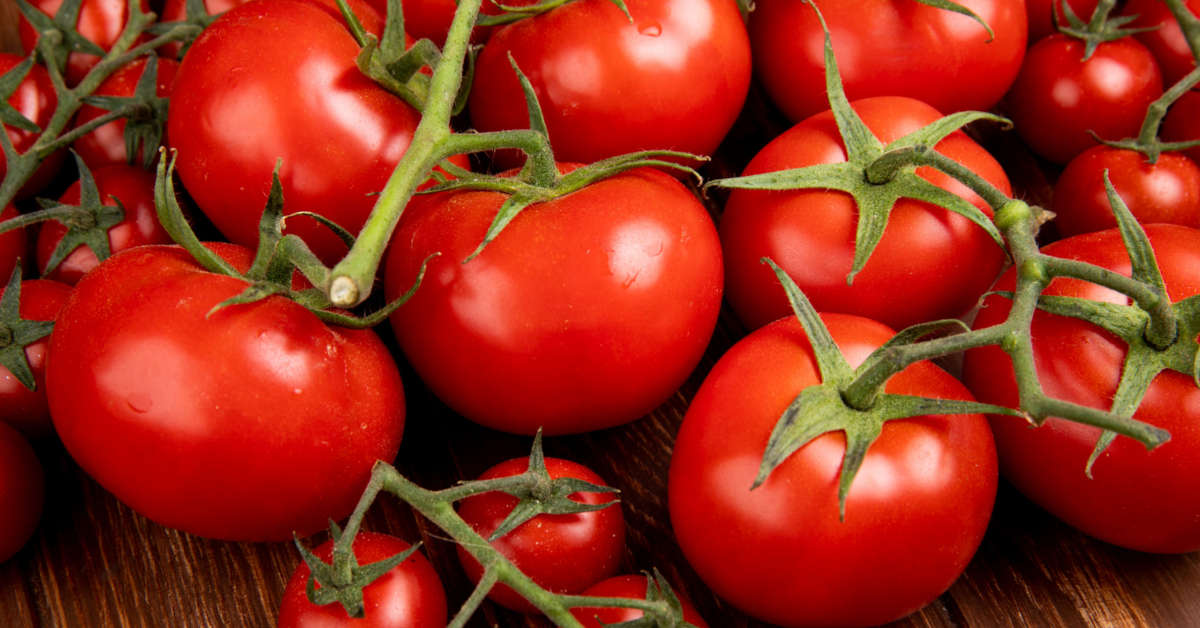 Pomidory malinowe – uprawa, nawożenie, pielęgnacja