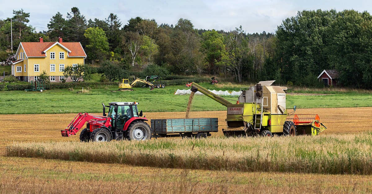 Owies - uprawa, wymagania glebowe, nawożenie