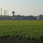 Burak cukrowy – uprawa, nawożenie, okres sadzenia i zbioru