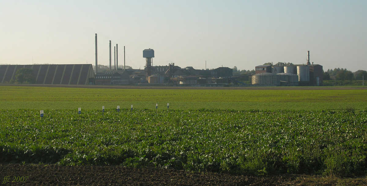 Burak cukrowy – uprawa, nawożenie, okres sadzenia i zbioru