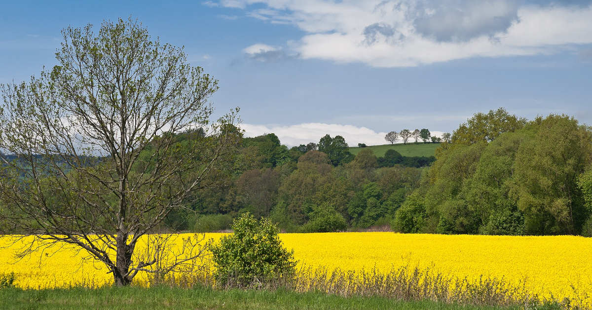 Jak i kiedy sadzić rzepak?
