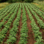 Czym są rośliny okopowe? Rodzaje i lista