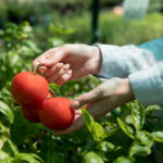 Uprawa pomidorów w tunelu – terminy, pielęgnacja, przycinanie