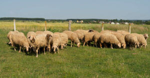 Hodowla owiec od podstaw – poradnik dla hodowców