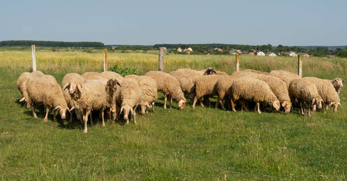 Hodowla owiec od podstaw – poradnik dla hodowców