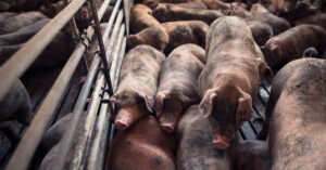 Hodowla świń od podstaw – poradnik hodowcy