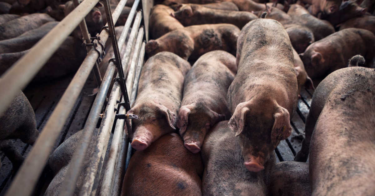 Hodowla świń od podstaw – poradnik hodowcy