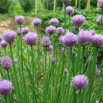 Jaki nawóz pod czosnek zimowy?