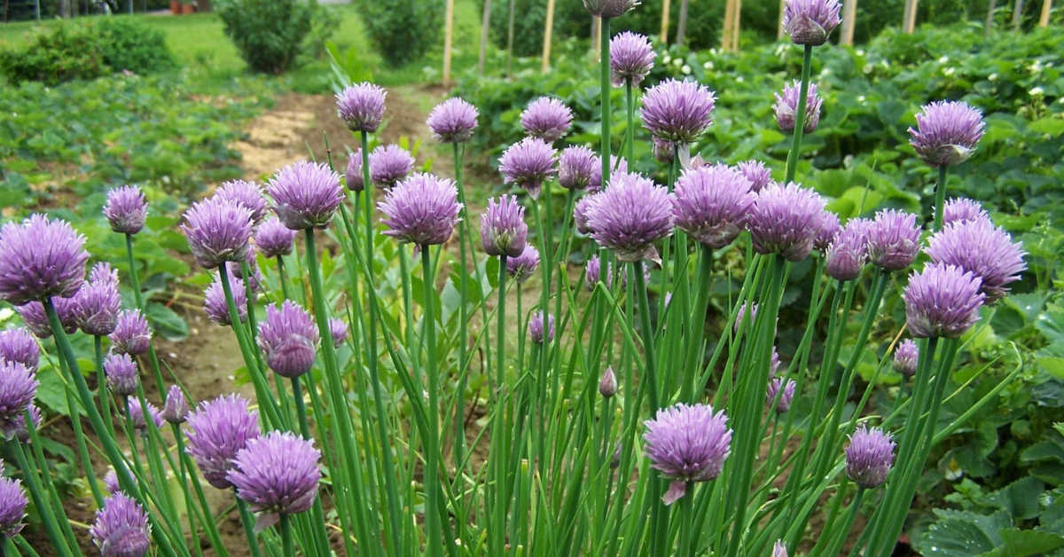 Jaki nawóz pod czosnek zimowy?