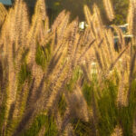 Jęczmień ozimy – termin siewu, przygotowanie podłoża