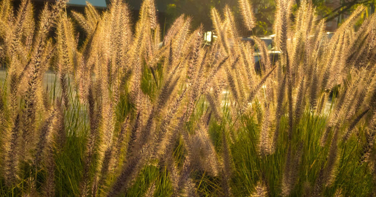Jęczmień ozimy – termin siewu, przygotowanie podłoża