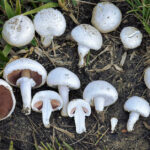 Uprawa pieczarek od podstaw – koszty, wymagania, zysk