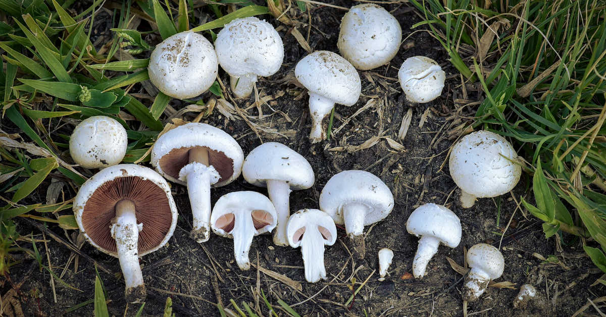 Uprawa pieczarek od podstaw – koszty, wymagania, zysk