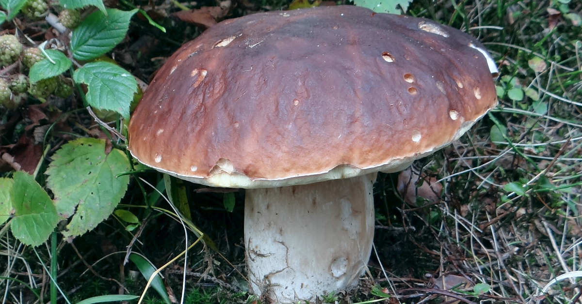 Borowiki – po czym je rozpoznać i gdzie szukać?