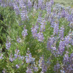 Jak odróżnić łubin słodki od gorzkiego?