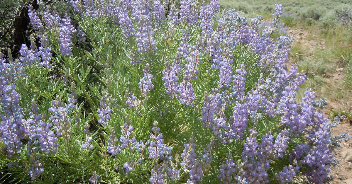 Jak odróżnić łubin słodki od gorzkiego?