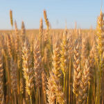 Jaki nawóz pod pszenicę wybrać?