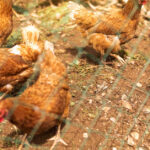 Brak piór i czerwona skóra u kur – diagnoza i leczenie