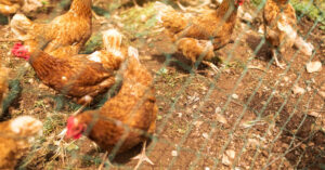 Brak piór i czerwona skóra u kur – diagnoza i leczenie