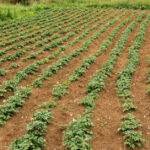 Jaki nawóz pod ziemniaki stosować?