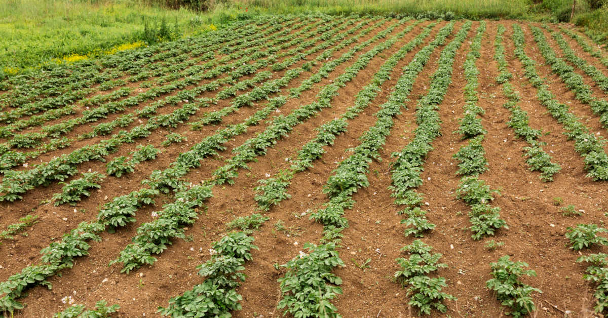 Jaki nawóz pod ziemniaki stosować?