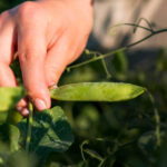 Oprysk na groch po siewie – jak i kiedy stosować?