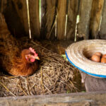 Jaki kurnik na 10, 20, 30, 50 i 100 kur? Wymiary i wyposażenie