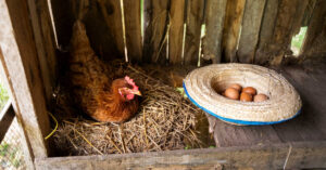 Jaki kurnik na 10, 20, 30, 50 i 100 kur? Wymiary i wyposażenie