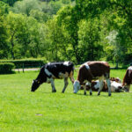 Jak ruszyć żwacz u krowy i poprawić jej apetyt?