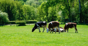 Jak ruszyć żwacz u krowy i poprawić jej apetyt?