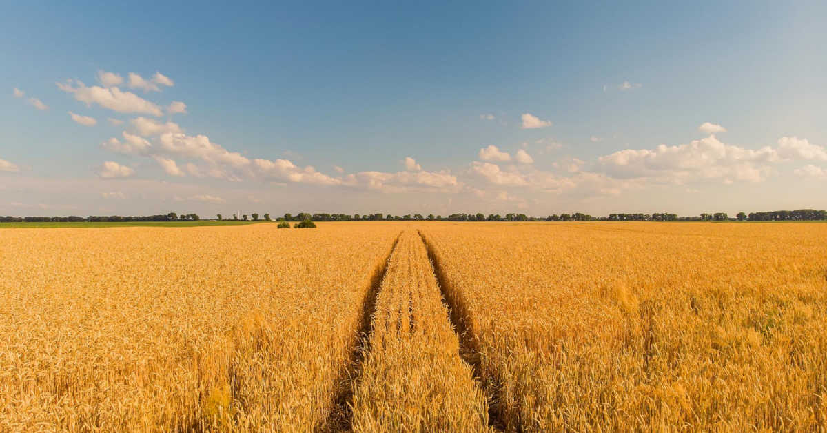 Ile mocznika dolistnie na zboża stosować?