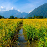 Uprawa ryżu w Polsce – od czego zacząć i czy to się opłaca?