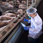 Rasy trzody chlewnej – tabela, wymagania, opłacalność