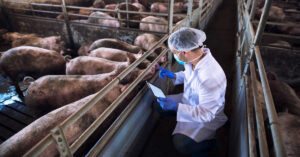 Rasy trzody chlewnej – tabela, wymagania, opłacalność