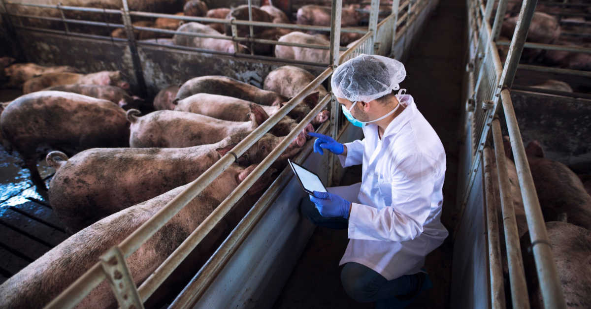 Rasy trzody chlewnej – tabela, wymagania, opłacalność