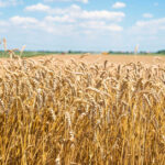 Ile mocznika na 100l wody stosować?