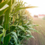 Jaki nawóz w podsiewacz do kukurydzy?