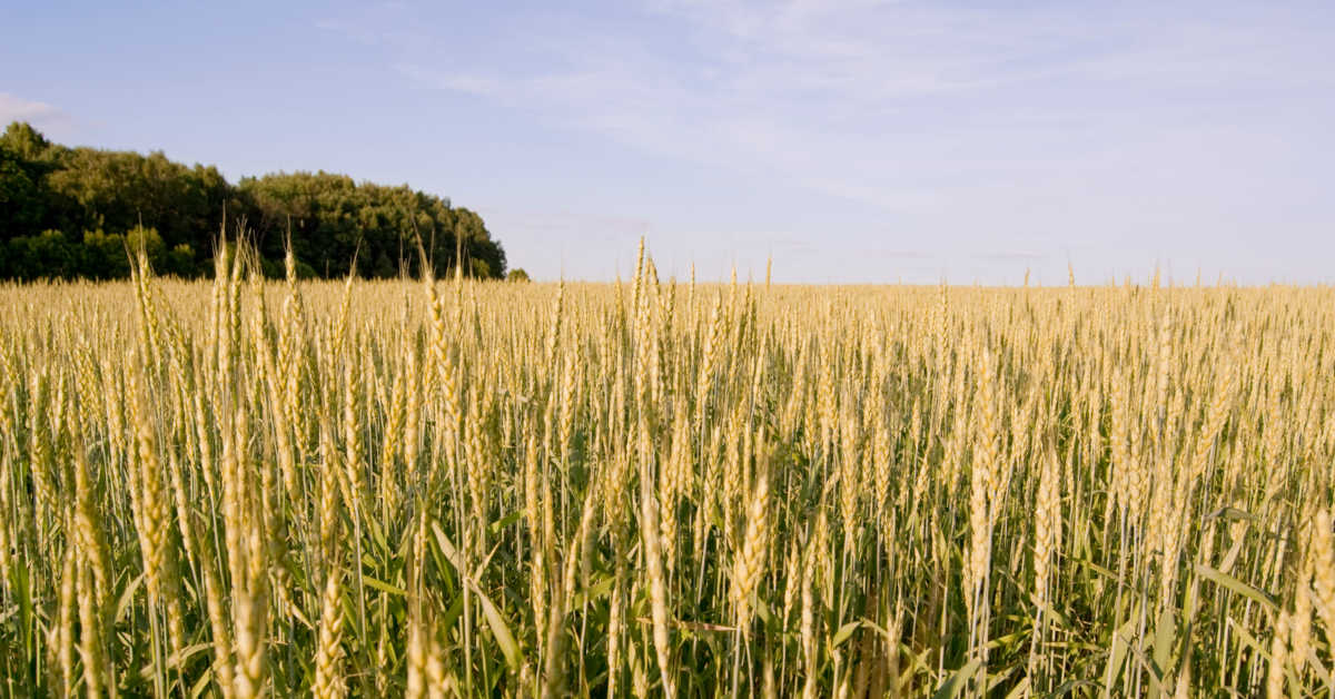 Jak stosować oprysk na stokłosę w pszenicy?