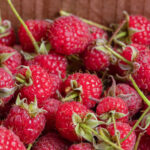 Jaki nawóz pod maliny na jesień stosować?