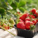 Jaki nawóz pod truskawki wybrać?