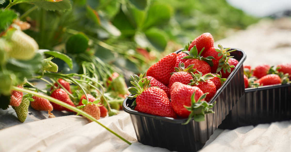 Jaki nawóz pod truskawki wybrać?