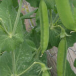 Siew grochu – ile na ha?