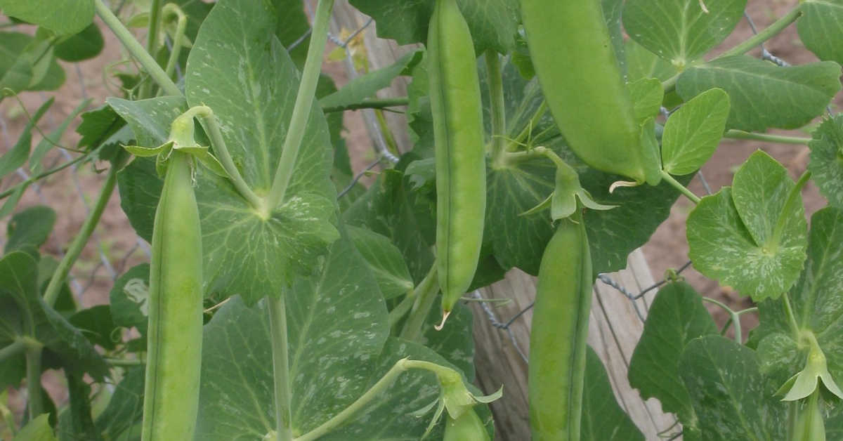 Siew grochu – ile na ha?