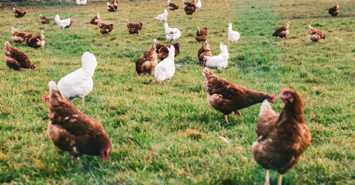 Jaka rasa kur znosi najwięcej jajek?
