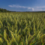 Termin siewu żyta hybrydowego – tabela z omówieniem