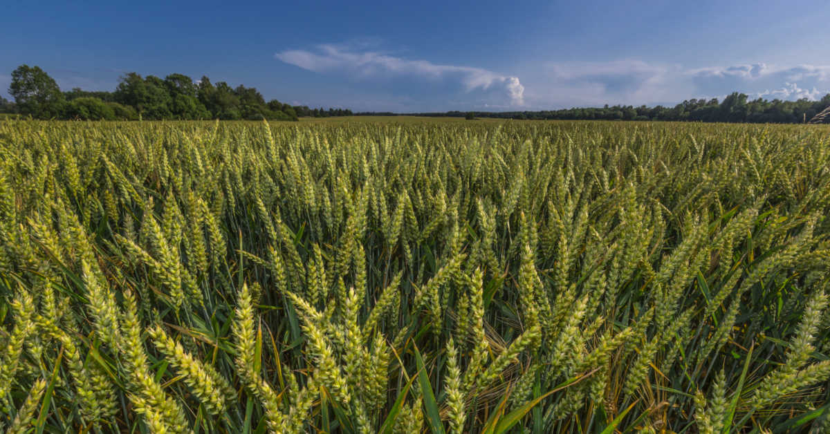 Termin siewu żyta hybrydowego – tabela z omówieniem