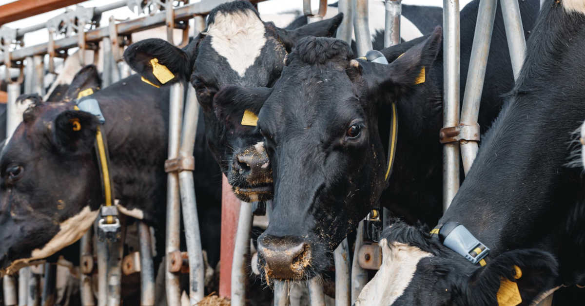 Ile dni po wycieleniu można sprzedać krowę?