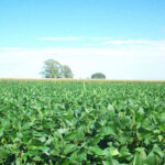 Wysiew soi na 1 ha – od czego zacząć?