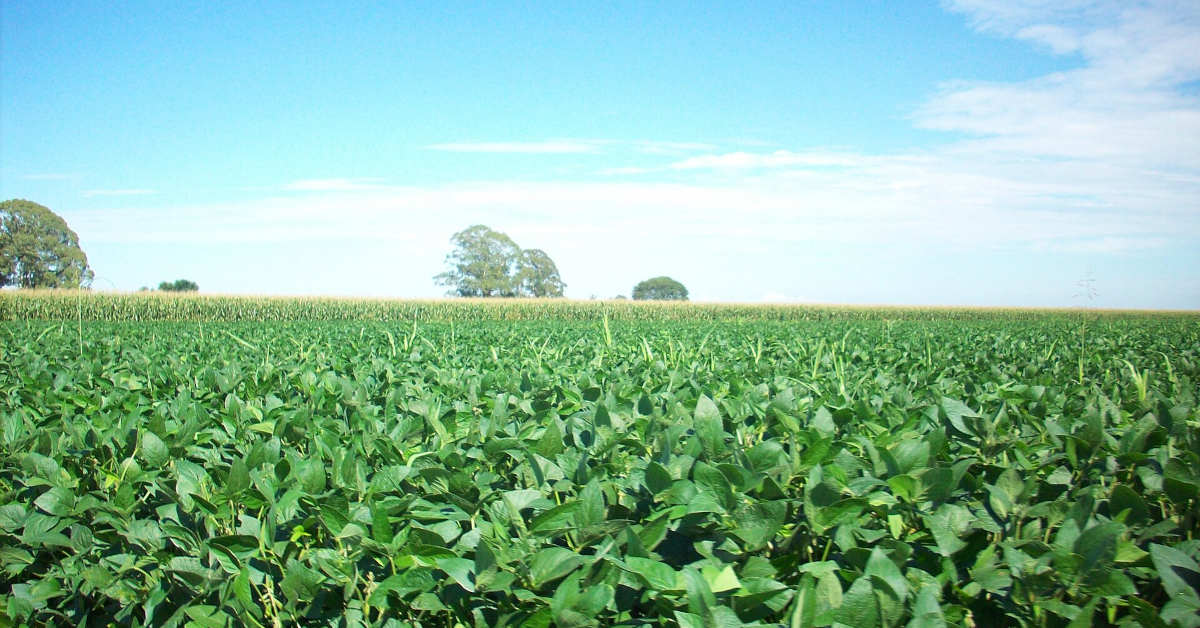 Wysiew soi na 1 ha – od czego zacząć?