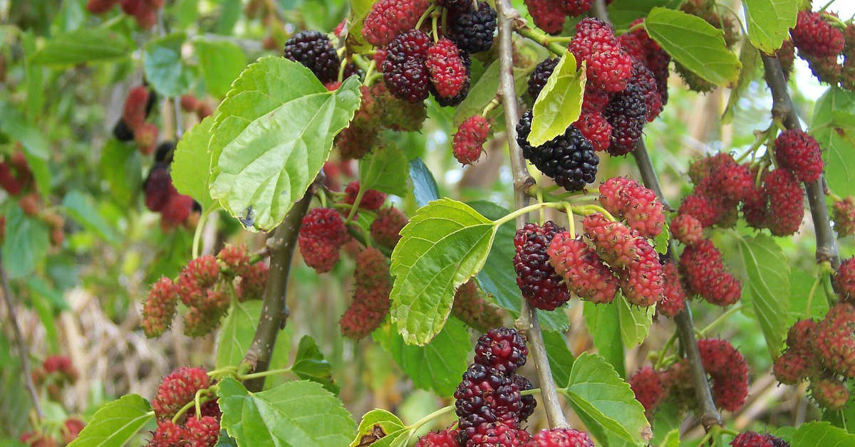 Po ilu latach owocuje morwa biała?